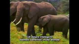 Pământeni Earthlings  Subtitrat în română [upl. by Meng892]