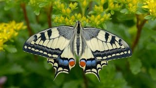 Papilio machaon  Schwalbenschwanz Swallowtail Paź królowej [upl. by Notlehs233]