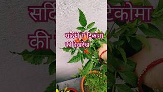 Sardiyo me tecoma ki dekhrekh youtubeshort plants flowerplant [upl. by Sholeen]