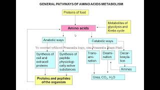 Amino acid metabolism [upl. by As]