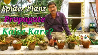 स्पाइडर प्लांटस को प्रोपागेट कैसे करे  How spider plant or Airplane Plant is multiplied [upl. by Ramoh]