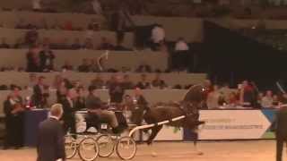 Oregon Trophy 2015 Dutch Harness Horse Fine Harness Championship [upl. by Enylorac]