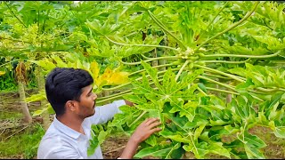 व्हायरस वर नियंत्रण मिळवने झाले सहज शक्य Papaya ring spot virus  Plant Viruses papaya [upl. by Anehs531]