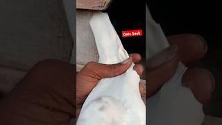 Only Sook kro Bhai Short video pigeon boy [upl. by How]