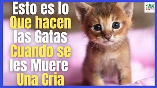 ¿QUE HACEN LAS GATAS CUANDO SE LES MUERE UNA CRÍA🐱 ¿POR QUE LAS GATAS SE COMEN A SUS CRÍAS MUERTAS [upl. by Leoy]