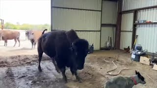 Behind The Scenes At Cross Timbers Bison Ranch [upl. by Ayitahs]