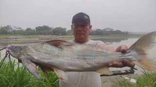 Impresionante pesca en el rio metica [upl. by Rodenhouse]