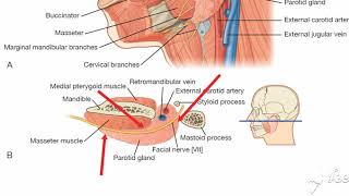 Parotid gland relations 6 [upl. by Jereld]