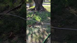 Can grass seed germinate in 90° temps grass grassseed lawncare lawnmaintenance howto [upl. by Alexa]