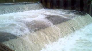 20110926 Betsie River Dam Salmon Run [upl. by Snahc]