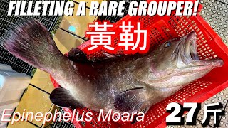 Filleting a MONSTER 27 Catty Epinephelus Moara！純粹開魚！「當代斑皇」 黃勒斑 香港海鮮｜fishcutting｜大飛品魚｜Seafood ｜ [upl. by Sully494]