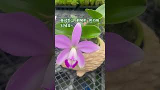 한가위추석행복해요cattleya violacea [upl. by Box605]