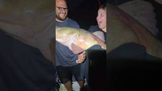 48lb Flathead Catfish [upl. by Edyaj]