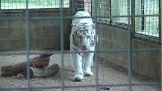 Hamerton Zoo 01042013 Part 22 [upl. by Antonina]