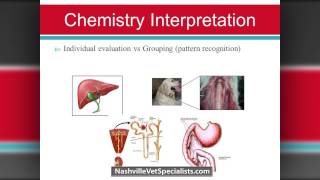 Blood Work Interpretation Nashville Veterinary Specialists Kelly Wang DVM MS DACVIM [upl. by Hamid91]