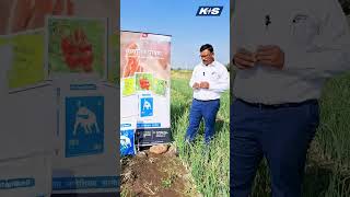 PatentKALI® benefits for Onion organic agriculture farming agro natural farmer [upl. by Resneps]