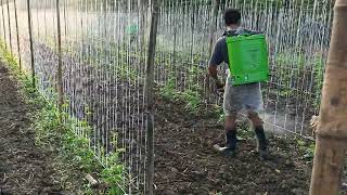 Pag spray ng actara sa bagong tanim na ampalaya solo lang po mga ka farmers 👍 [upl. by Priest728]