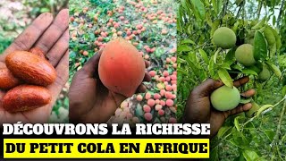 Le petit cola est très rentable en Afrique [upl. by Neerehs]