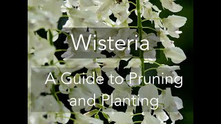 Wisteria A Guide to Pruning and Planting [upl. by Enos]