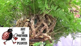 Conseils jardinage davallia Fougère araignée Comment faire une bouture plante verte [upl. by Asaph891]