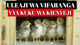 Uleaji Wa Vifaranga Vya Kuku Wa Kienyeji ep2 [upl. by Lionello]