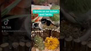 Full vlog on our channel buttonquail buttonquailchicks [upl. by Bertrando775]