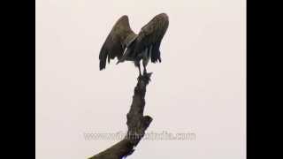 Whiterumped Vulture in Corbett National Park [upl. by Chaney977]