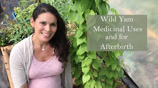 Medicinal Uses and Health Benefits of Wild Yam Dioscorea villosa with Marina Kesso [upl. by Anihsak]