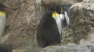 Tierpark Hellabrunn und Veranstaltungstipps für München [upl. by How]