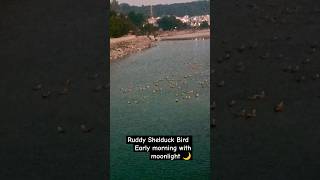 Ruddy Shelduck Bird moonlight 🌙🌛 viralvideo [upl. by Eymaj583]