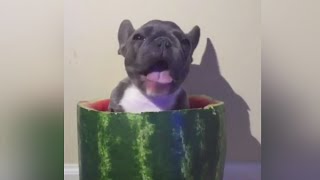 Puppy Eating Watermelon Going Viral [upl. by Kcirtapnhoj]