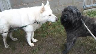 Bouvier Des Flandres  standing his ground [upl. by Srini]