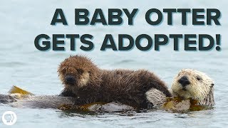 Inside an ADORABLE Sea Otter Adoption Program [upl. by Paddie483]