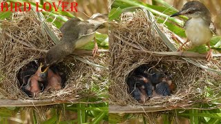 Nourishing nature  The art of bird feeding [upl. by Corty]