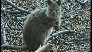 Quokkas Birth Cycle [upl. by Lednic]