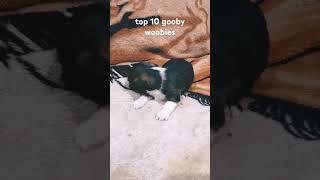 Top 10 gooby woobies [upl. by Leigha]