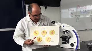 Mitosis Práctica de laboratorio no 7 [upl. by Kennard435]