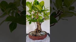 මහ නුග බොන්සායි  Ficus Bengalensis 🪴🇱🇰 ficusbenjamina shiva krishna shorts [upl. by Eadas]