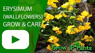 Erysimum Wallflowers  grow amp care [upl. by Lissie]