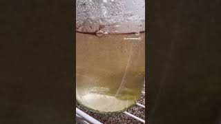 How To Hatch Brine Shrimp Eggs [upl. by Middlesworth]