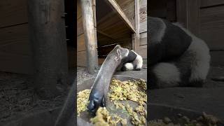 Anteaters funny eating 😂 shorts funny funnyshorts [upl. by Ecnarretal978]