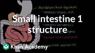 Small intestine 1 Structure  Gastrointestinal system physiology  NCLEXRN  Khan Academy [upl. by Ertsevlis]