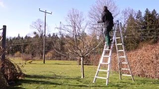 Apfelbaum richtig schneiden  Obstbaumschnitt  TUTORIAL  HD [upl. by Morrie758]