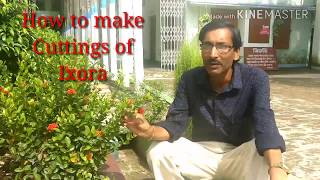 How to make Cuttings of Ixora Plant [upl. by Nadaba]