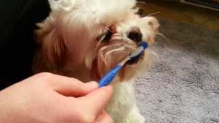 Shih Tzu Loves Brushing and Flossing his Teeth [upl. by Reggie98]