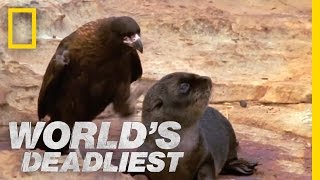 Bird of Prey Attacks Baby Seals  Worlds Deadliest [upl. by Xilef]