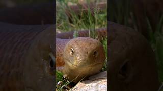 Legless Lizards Unmasked Unraveling the Mysteries of their Unique Adaptations [upl. by Rochell]