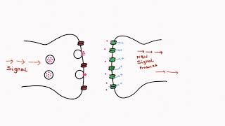 How neurons work  How SSRIs affect neurotransmission [upl. by Arianne30]