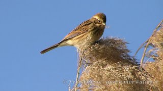 Migliarino di palude  Common Reed Bunting Emberiza schoeniclus [upl. by Aicissej171]