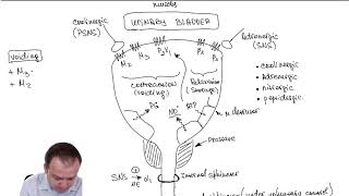 Urinary Bladder Pharmacology Part 24 [upl. by Miharba6]